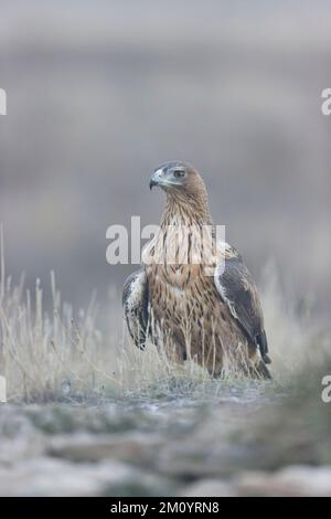 Bonellis Adler Aquila fasciata, Erwachsener, der am Boden steht, Toledo, Spanien, November Stockfoto