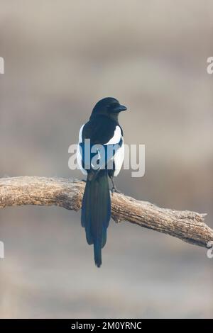 Gewöhnliche Elster Pica pica, Erwachsener auf dem Ast, Toledo, Spanien, November Stockfoto