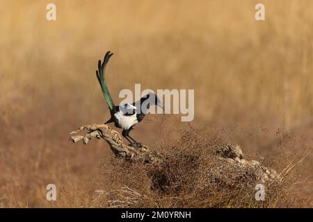 Gewöhnliche Elster Pica pica, Erwachsener auf dem Stumpf, Toledo, Spanien, November Stockfoto