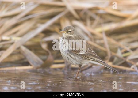 Wasserleitung Anthus spinoletta, Erwachsener, der auf Eis steht, Toledo, Spanien, November Stockfoto