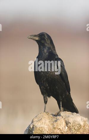 Gewöhnlicher Rabe Corvus Corax, Erwachsener auf Felsen, Toledo, Spanien, November Stockfoto