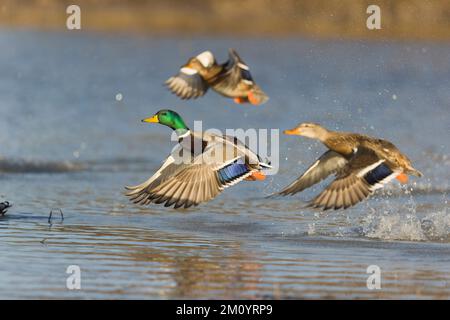 Mallard Anas platyrhynchos, 3 Erwachsene, männlich und 2 weiblich, die im November von Tond, Toledo, Spanien, fliegen Stockfoto