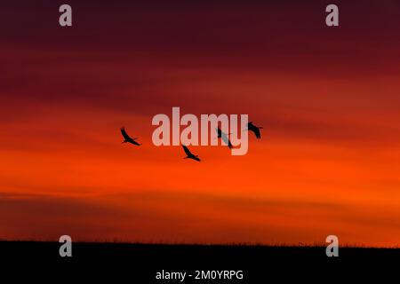 Crane Grus grus, 4 Uhr Flug bei Sonnenuntergang, Toledo, Spanien, November Stockfoto