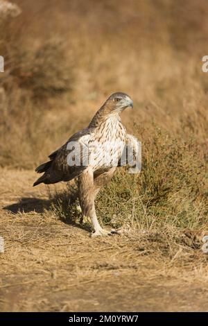 Bonellis Adler Aquila fasciata, unreife Wanderung auf dem Boden, Toledo, Spanien, November Stockfoto