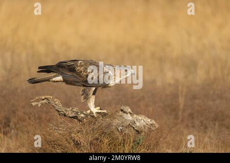 Bonellis Adler Aquila fasciata, unreif, hoch oben auf dem Stumpf, Toledo, Spanien, November Stockfoto