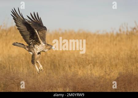 Bonellis Adler Aquila fasciata, unreifer Flug, Toledo, Spanien, November Stockfoto