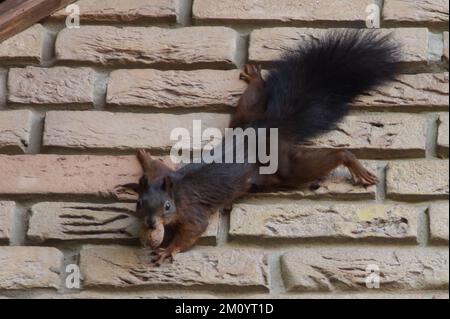 Eichhörnchen klauen Walnüsse Stockfoto