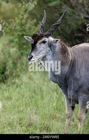 Ein vertikaler Schuss von gemeinem Eeland (Taurotragus oryx) auf grünem Gras im Masai Mara, Kenia Stockfoto
