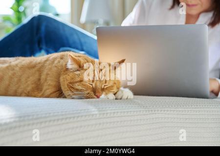 Schlafende Ingwerkatze zu Hause auf dem Bett, Frau benutzt Laptop im Hintergrund Stockfoto