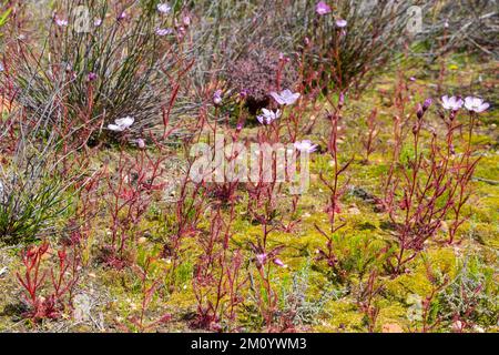 Eine Gruppe rosa blühender Drosera cistiflora auf dem Pakhuis-Pass im nördlichen Cederberg-Gebirge Stockfoto