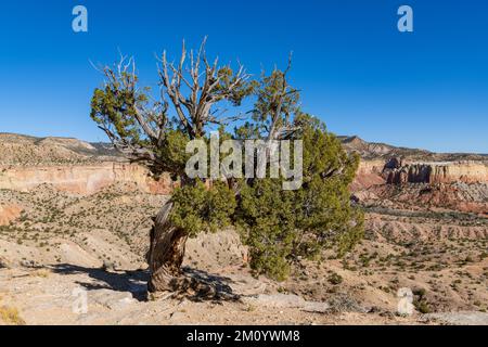 Wacholderbaum in der bunten Landschaft der Ghost Ranch, New Mexico Stockfoto
