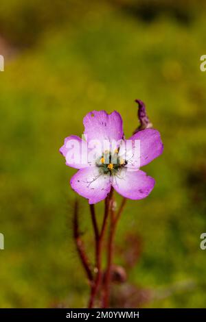 Makro einer rosafarbenen Blume der Sundew Drosera cistiflora in natürlichem Lebensraum, Kopierraum und verschwommenem Hintergrund Stockfoto