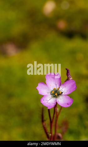 Makro einer rosafarbenen Blume der Sundew Drosera cistiflora in natürlichem Lebensraum, Kopierraum und verschwommenem Hintergrund Stockfoto