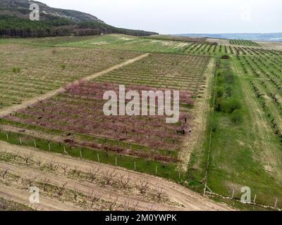 Blick aus der Vogelperspektive auf blühende Pfirsichbäume auf einer Obstfarm in perfekten Reihen. Pfirsichgarten, eine Reihe blühender Bäume, rosa Blumen auf den Zweigen Stockfoto