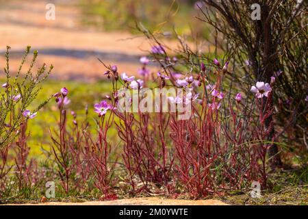 Eine Gruppe rosa blühender Drosera cistiflora auf dem Pakhuis-Pass im nördlichen Cederberg-Gebirge Stockfoto