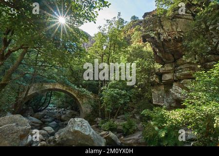 Alte römische Brücke in der Schlucht von Spelunca, ein beliebtes Ziel für Wanderungen entlang eines alten römischen Fußwegs auf der Insel Korsika in Frankreich Stockfoto