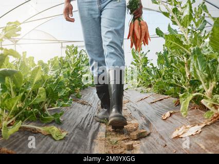 Bereit für noch mehr leuchtende Strähnchen. Nahaufnahme eines unbekannten Mannes, der einen Haufen Karotten in einem Gewächshaus hält. Stockfoto