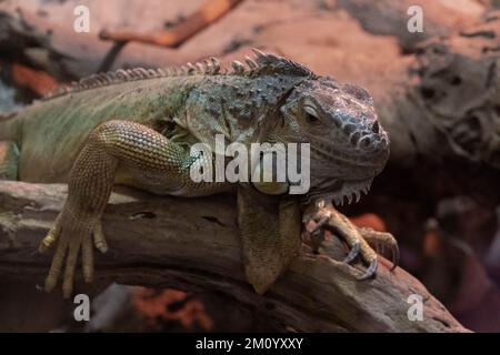 Ein großer grüner Leguan sitzt auf einem Ast in einem Terrarium Stockfoto