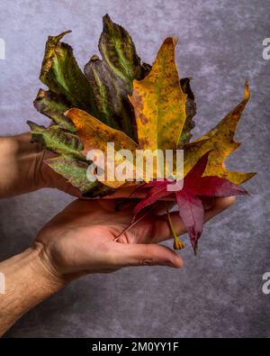 Wunderschöne und farbenfrohe Herbstblätter werden von zwei männlichen Händen gehalten Stockfoto