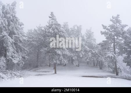 Kiefern in Bergen, die mit frischem Schnee und Heiserfrost bedeckt sind. Gefrorener Winterwald im Nebel. Stockfoto