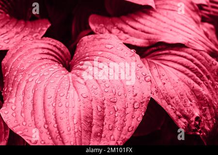 Farbe des Jahres 2023. Viva Magenta. Pflanzenhaus Background Hosta. Nach Regen. Blätter mit Wassertropfen Stockfoto