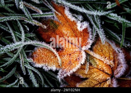 Eiskristalle auf gefrorenem Blatt bei frostigem Wetter in Primrose Hill, London. Teile des Vereinigten Königreichs sind von Frost betroffen, wobei die britische Gesundheitssicherheitsbehörde (UKHSA) in den kommenden Tagen eine Stufe-3-Warnung für kaltes Wetter ausgibt, die England bis Montag betrifft, und das MET-Büro mehrere gelbe Wetterwarnungen für Schnee und Eis in Teilen des Vereinigten Königreichs ausgibt. Foto: Freitag, 9. Dezember 2022. Stockfoto