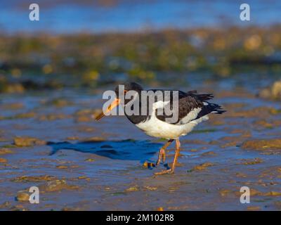 Austernfischer Haematopus ostralegus Fütterung Norfolk Winter Stockfoto