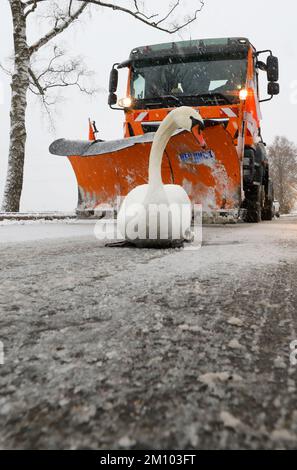 Riedlingen, Deutschland. 09.. Dezember 2022. Ein Schwan blockiert den Weg eines Winterfahrzeugs auf einer mit frischem Schnee bedeckten Straße. Kredit: Thomas Warnack/dpa/Alamy Live News Stockfoto