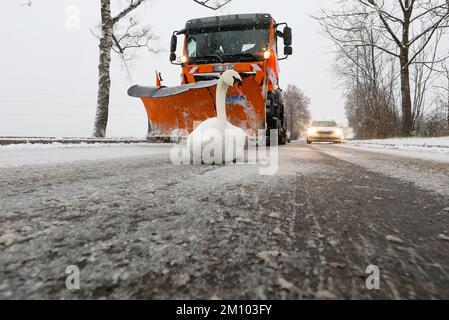 Riedlingen, Deutschland. 09.. Dezember 2022. Ein Schwan blockiert den Weg eines Winterfahrzeugs auf einer mit frischem Schnee bedeckten Straße. Kredit: Thomas Warnack/dpa/Alamy Live News Stockfoto