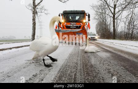 Riedlingen, Deutschland. 09.. Dezember 2022. Zwei Schwäne blockieren den Weg eines Winterfahrzeugs auf einer schneebedeckten Straße. Kredit: Thomas Warnack/dpa/Alamy Live News Stockfoto