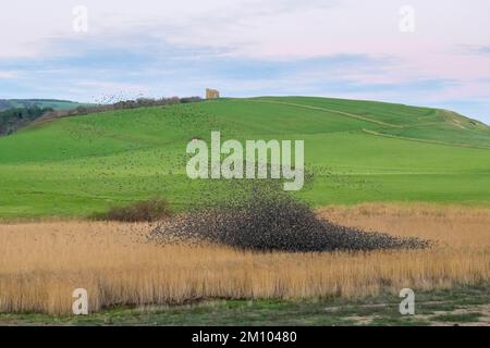 Abbotsbury, Dorset, Großbritannien. 8.. Dezember 2022 Wetter in Großbritannien. Tausende von Stars kommen zusammen für ihre abendliche Murmuration über den Schilfbeeten an der Küste bei Sonnenuntergang in Abbotbury in Dorset, während sie sich auf die Nacht an einem kalten, klaren Nachmittag vorbereiten. Bildnachweis: Graham Hunt/Alamy Live News Stockfoto