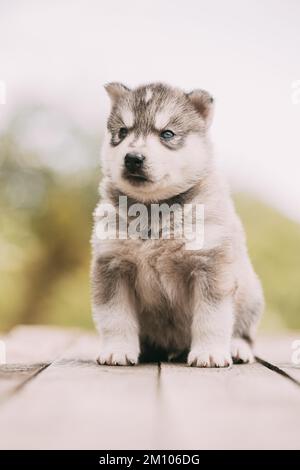 Der vierwöchige Husky-Welpe in weiß-grauer Farbe sitzt auf Holzboden Stockfoto