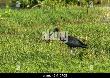 Hochglanz-Ibis (Plegadis falcinellus), Nationalpark Donana, Andalusien, Spanien. Stockfoto