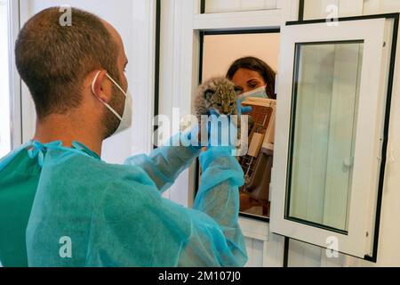 Antonio Rivas Salvador, Koordinator des Zuchtzentrums, erhält von Erika Diaz Hernandez ein 25 Tage altes iberisches Luchsjunges (Lynx Pardinus) zum Futter Stockfoto