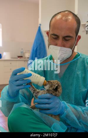 Antonio Rivas Salvador, Koordinator des Zuchtzentrums, füttert ein 25 Tage altes iberisches Luchsjunges (Lynx Pardinus) im Inkubatorraum Centro de Cría Stockfoto