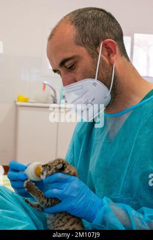 Centro de Cría del Lince Ibérico El Acebuche, Donana-Nationalpark, Andalusien, Spanien. Stockfoto