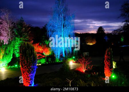 The Glow, Winter Illuminations, RHS Harlow Carr Gardens, Harrogate 2022 Stockfoto