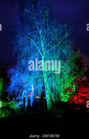 The Glow, Winter Illuminations, RHS Harlow Carr Gardens, Harrogate 2022 Stockfoto