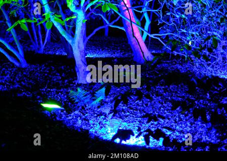 The Glow, Winter Illuminations, RHS Harlow Carr Gardens, Harrogate 2022 Stockfoto