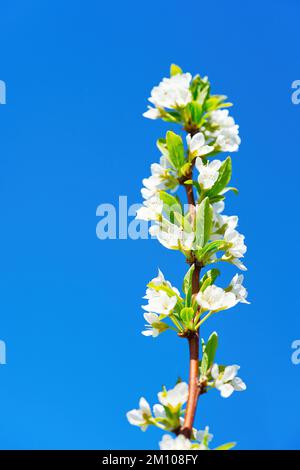 Blühender Apfelbaum am Himmel. Federn und weiße Blumen blühen. Blühender Astapfel. Stockfoto