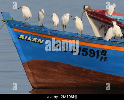 Verschneite Reiher (Egretta thula) sitzen auf einem Fischerboot vor dem Sandstrand von Paracas. Paracas, Ica, Peru. Stockfoto