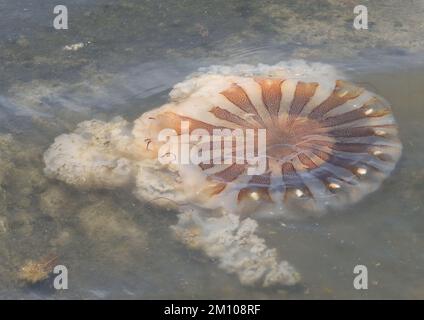 Am Sandstrand von Paracas wurde eine große Qualle angespült. Paracas, Ica, Peru. Stockfoto