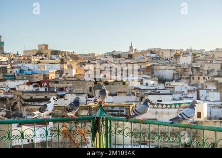 Skyline der Medina von Fez mit Tauben, die sich bei Sonnenuntergang auf der Dachterrasse ausruhen, Fez, Marokko, Nordafrika Stockfoto