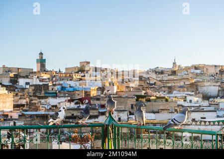 Skyline der Medina von Fez mit Tauben, die sich bei Sonnenuntergang auf der Dachterrasse ausruhen, Fez, Marokko, Nordafrika Stockfoto