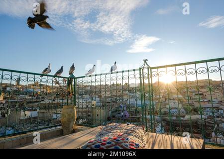 Tauben ruhen sich während des Sonnenuntergangs auf der Dachterrasse in Medina, Fez, Marokko, Nordafrika aus Stockfoto