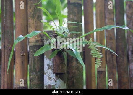 Eine Nahaufnahme von Pflanzen an der Bambuswand. Gartendekorationskonzept. Stockfoto