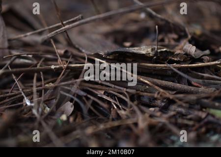 Waldgrund, natürlicher brauner und grüner Waldgrund, Waldgrund, Boden, Einstreu, Mulch, Kiefernzapfen, Zweige und Nadeln auf Waldboden, Textur en Stockfoto