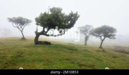 Magische endemische Lorbeerbäume im Fanal laurisilva-Wald auf Madeira, Weltkulturerbe der UNESCO in Portugal. Schöne grüne Sommerwälder mit dicken Stockfoto