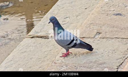 Eine Taube am Ufer von Ganges Stockfoto