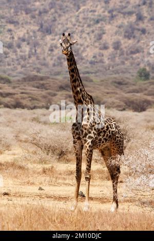 Ein Giraff in der afrikanischen Wüste Stockfoto